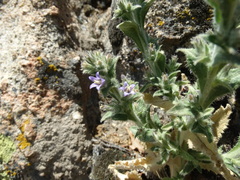 Campanula ajugifolia, photograph (c) Serdar Ölez, some rights reserved (CC BY-SA)