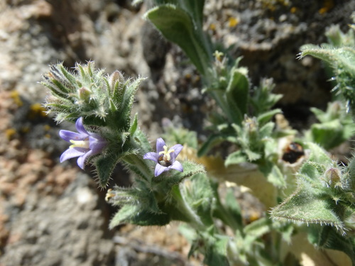 Campanula ajugifolia, photograph 2
