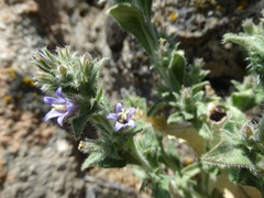 Campanula ajugifolia, photograph (c) Serdar Ölez, some rights reserved (CC BY-SA)