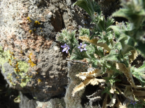 Campanula ajugifolia, photograph 1