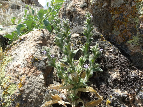 Campanula ajugifolia, photograph 4
