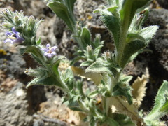 Campanula ajugifolia, photograph (c) Serdar Ölez, some rights reserved (CC BY-SA)