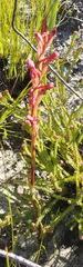 Disa reticulata