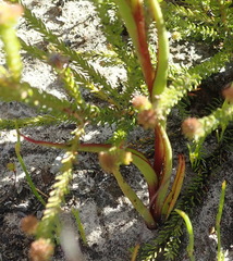 Disa reticulata