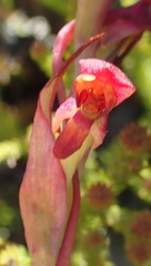 Disa reticulata
