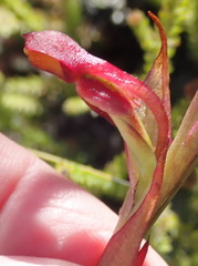 Disa reticulata