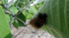 Lepidoptera
