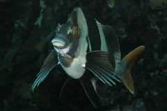 Pseudogoniistius nigripes