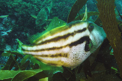 Meuschenia australis