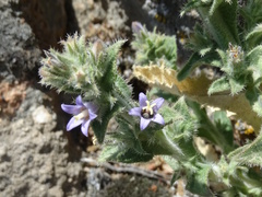 Campanula ajugifolia