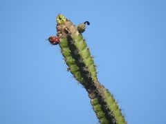 Stenocereus standleyi