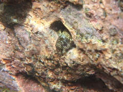 Reef Margin Blenny photo 5