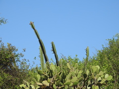 Stenocereus standleyi