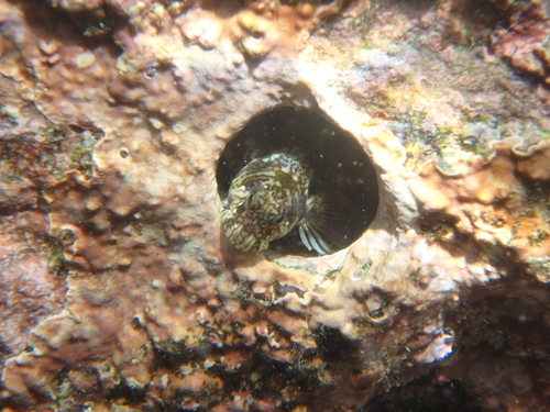Entomacrodus thalassinus observed 2025-09-20