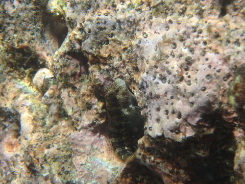 Entomacrodus thalassinus observed 2025-09-20