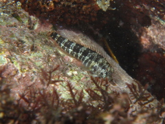 Reef Margin Blenny photo 1