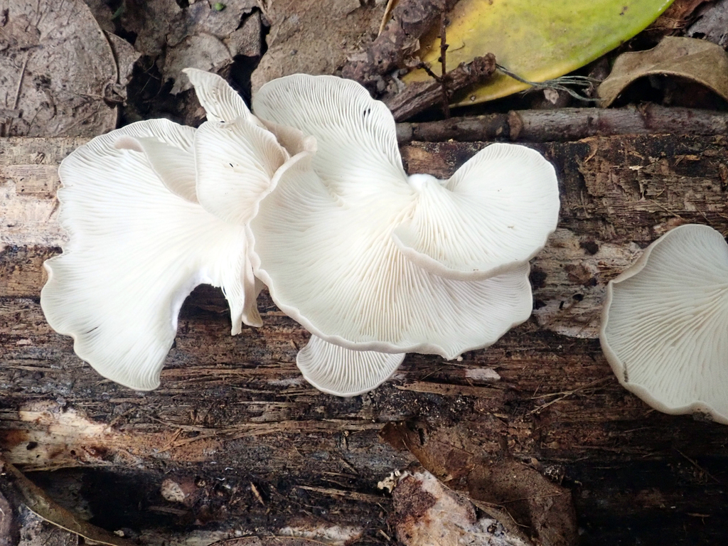 Pleurotus parsonsiae