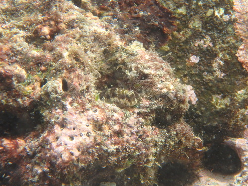 Entomacrodus thalassinus observed 2025-09-20