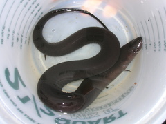 Two-Toed Amphiuma photo 4