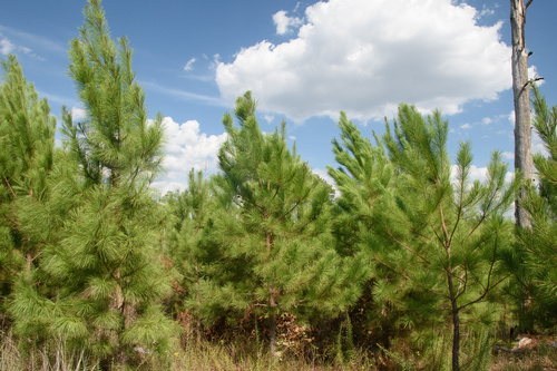 Pinus taeda
