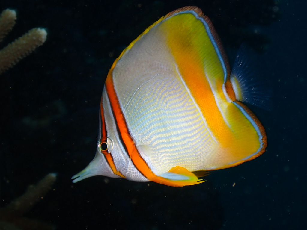 Gerande snavelkoraalvlinder (Chelmon marginalis) — Chaetodontidae