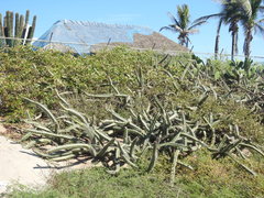 Stenocereus standleyi