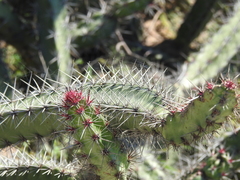 Stenocereus standleyi