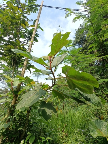 Ficus fulva observed 2025-08-07