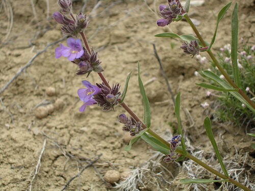 Kaiparowits Beardtongue (Penstemon atwoodii)