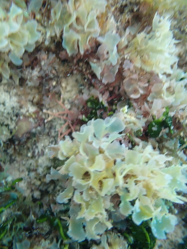 Martensia observed 2025-09-21