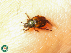 Epectinaspis