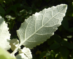 Buddleja dysophylla