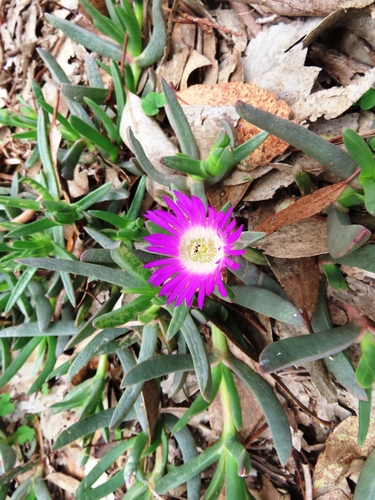 Carpobrotus modestus, photograph 2