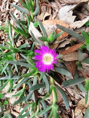 Carpobrotus modestus, photograph (c) Elspeth Swan, some rights reserved (CC BY)
