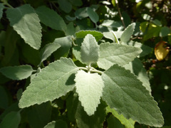 Buddleja dysophylla