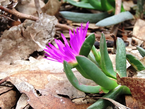 Carpobrotus modestus, photograph 3