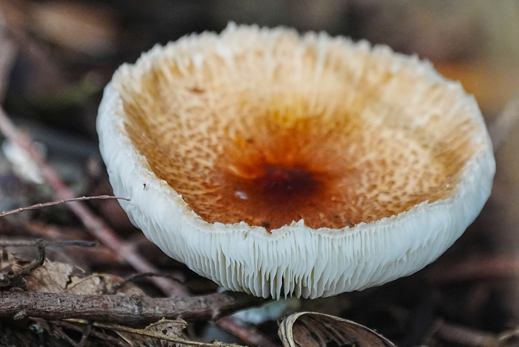 Leucoagaricus rubrotinctus · September 2025 · photo: © tbc_watanabe (iNaturalist, cc-by-sa)