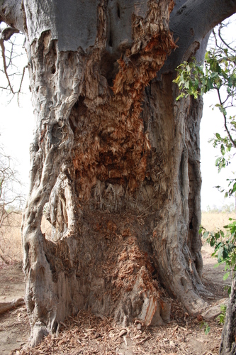 African baobab