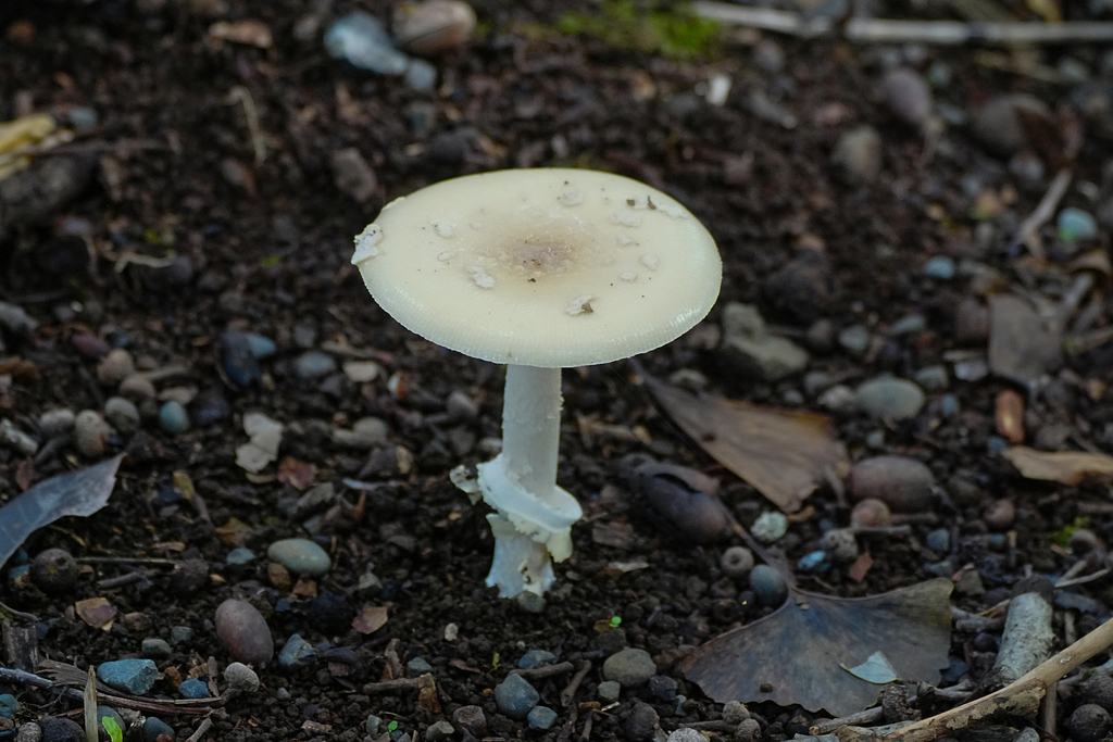 Amanita orientigemmata · September 2025 · photo: © tbc_watanabe (iNaturalist, cc-by-sa)