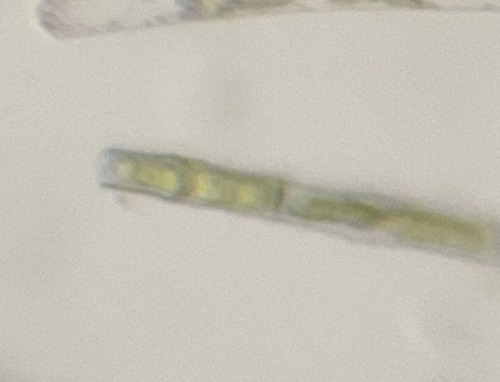 Bambusina delicatissima