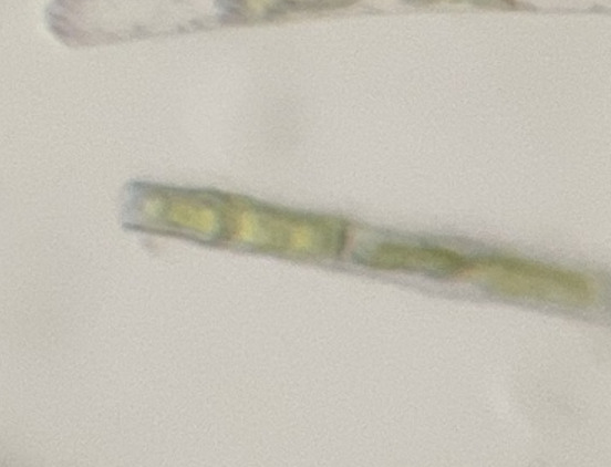 Bambusina delicatissima