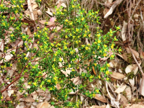 Forked Rice-flower (Pimelea hewardiana)