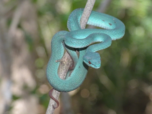 White-lipped Island Pitviper — seen at this dive site