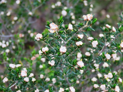 heath spyridium (Spyridium eriocephalum)