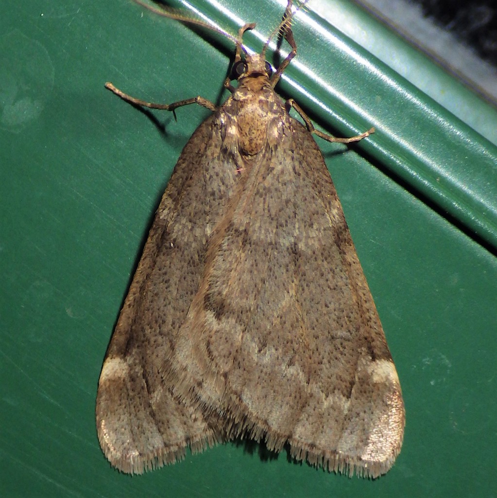 Fall cankerworm moth from fitzgerald rd burdett ny 14818 usa on