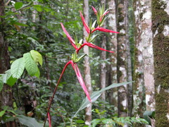 Heliconia acuminata
