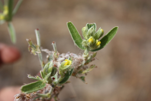 Eriosema griseum image