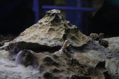 Proteus anguinus