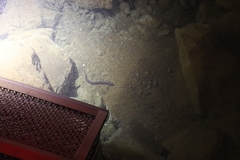Proteus anguinus parkelj