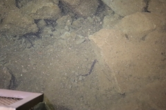 Proteus anguinus parkelj
